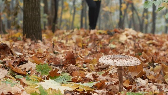 Mushroom picker man goes through the autumn forest in search of mushrooms. Macrolepiota procera, the parasol mushroom close-up 4k