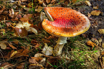 czerwony niejadalny grzyby, piękna jesień w lesie, Muchomor