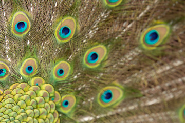 Peacock feathers in Pairi Daiza zoo, Belgium