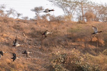 flock of birds in flight