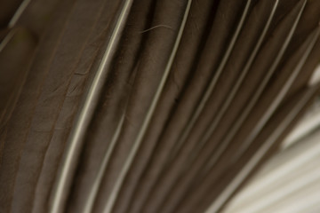 Peacock feathers in Pairi Daiza zoo, Belgium