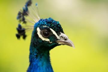 Peacock in Pairi Daiza zoo, Belgium