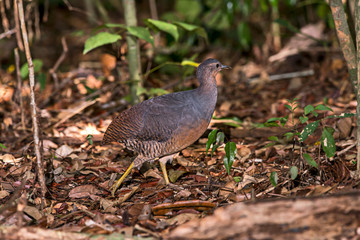 Yellow legged Tinamou photographed in Linhares, Espirito Santo. Southeast of Brazil. Atlantic Forest Biome. Picture made in 2013.