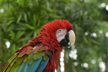 Obraz premium Close-up portrait of a tropical bird - red macaw - in a natural habitat