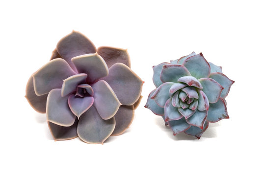 Set of two photos of an Echeveria: lilacina and derenbergii, isolated on white background with a shadow. Succulent plants belonging to the family Crassulaceae