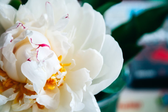 Closeup view of a lush white pink yellow peony against a blurred background in a pleasant tint. Beautiful flower as a gift for the holiday. Bouquet of delicate flowers. Top view with copy space