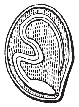 Morning Glory Seed vintage illustration.