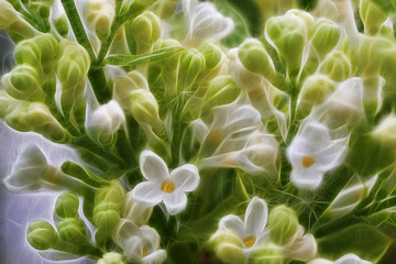 Obraz premium Fractal image of a tender branch of a white lilac close-up