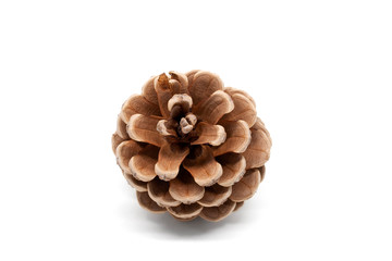 Lying pine cone isolated on white background