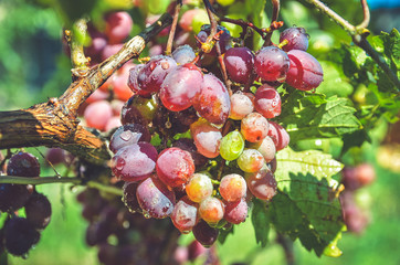 гроздь винограда кисть винограда  спелый виноград сладкий виноград
