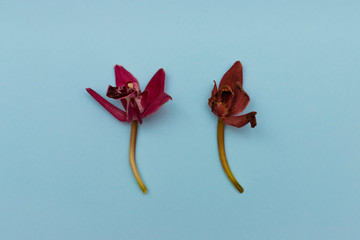 Two orchids on blue background