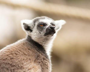 Naklejka na ściany i meble lemur close up in pairi daiza zoo