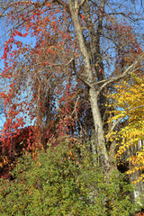 Bright red autumn leaves on branches of wild grapes