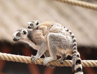 Lemur mother carrying its baby