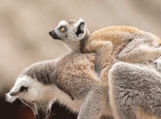 Lemur mother carrying its baby