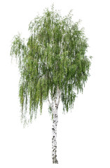 Tree European white birch (Betula pendula) isolated on a white background. Betula pendula tree...