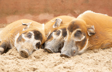 three pigs sleeping