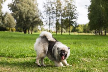 Keeshond puppy is playing. The puppy has adopted a funny pose and a wide smile is on his face....