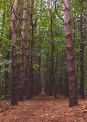 Obraz premium A small forest in autumn with a straight line through the middle.