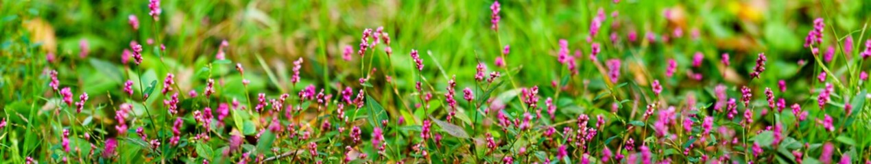 smartweed and wil herb . purple flowers in the field. wildflowers in the field