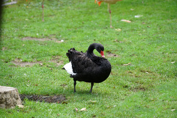 A young swan who loses his black plumage and gets a white one