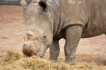 Obraz premium Rhino in Pairi Daiza zoo, Belgium