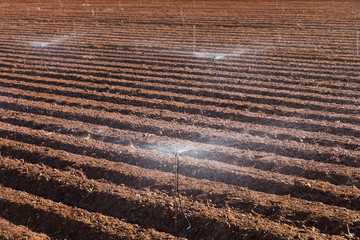 Watering the plant on agriculture field