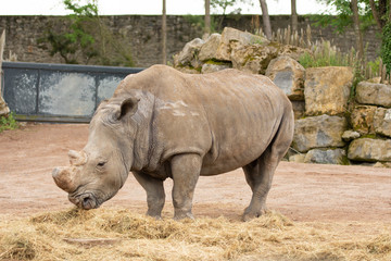 Obraz premium Rhino in Pairi Daiza zoo, Belgium