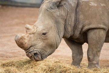 Fototapeta premium Rhino in Pairi Daiza zoo, Belgium