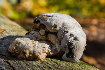 huba makro, grzyb na drzewie © VinyLove Foto