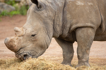 Fototapeta premium Rhino in Pairi Daiza zoo, Belgium