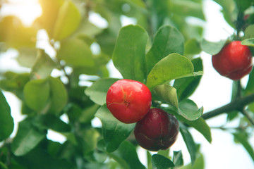 Fresh organic Acerola cherry on the tree