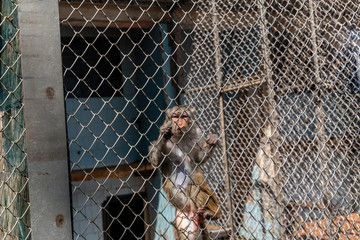 A restless monkey in a cage in the zoo