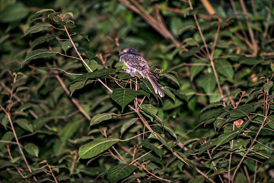 Ocellated Poorwill photographed in Linhares, Espirito Santo. Southeast of Brazil. Atlantic Forest Biome. Picture made in 2013.