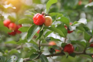 Fresh organic Acerola cherry on the tree