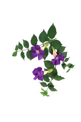 Branch with three beautiful flowers of Thunbergia erecta plant isolated on white background.
