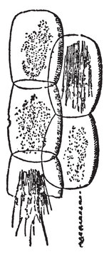 Rumex vintage illustration.