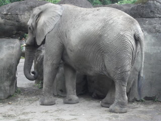 Beautiful elephant calf in Taipei zoo