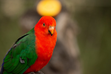 lovebird in pairi daiza