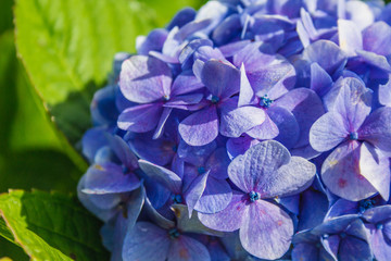 Beautiful purple wild hydrangeas flowers on Sao Miguel Island, Azores, Portugal