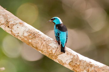 Blue Dacnis photographed in Linhares, Espirito Santo. Southeast of Brazil. Atlantic Forest Biome. Picture made in 2013.