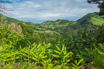 Fototapeta na wymiar beautiful green wild landscape on the island of Sao Miguel, Azores, Portugal