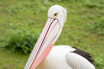 Pelicans in Pairi Daiza zoo, Belgium