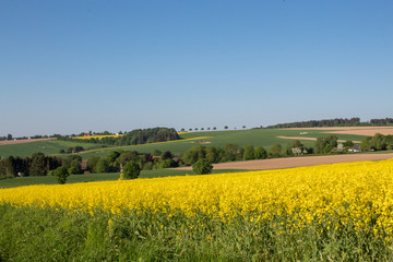 Rapsblüte