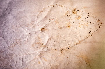 Real texture of the prints of plant leaves on crumpled paper. Not an art. Simple background.
