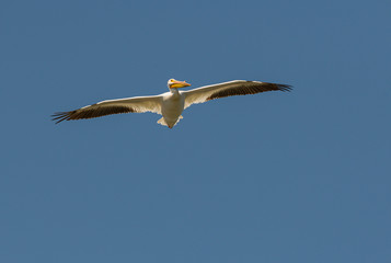 Fototapeta na wymiar American White Pelican searches for food. 
