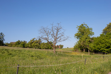 toter baum