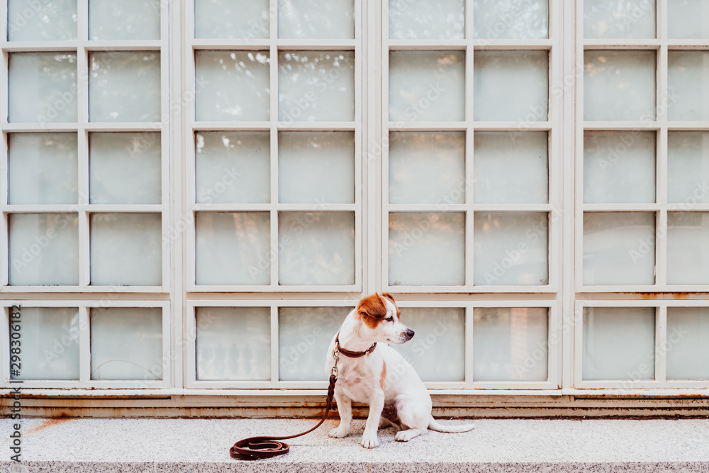 Wall mural cute jack russell dog sitting outdoors. window background