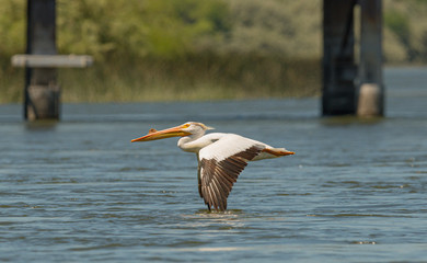 American White Pelican searches for food. 
