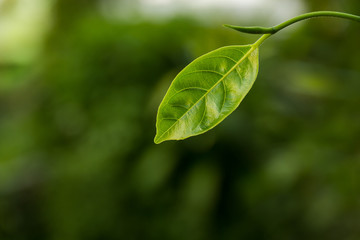 Fototapeta na wymiar Green leaves with beautiful